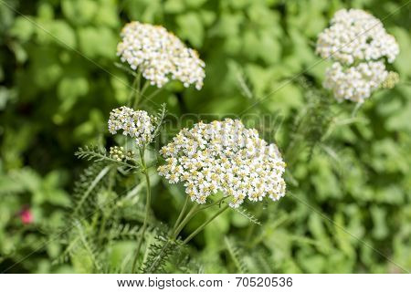 Yarrow in green field