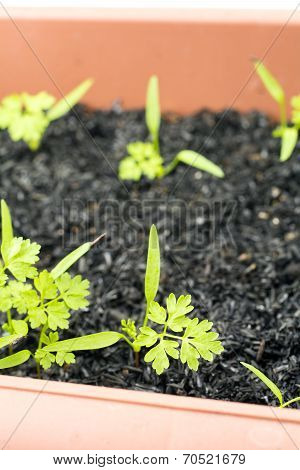 Chervil sprouts in planter