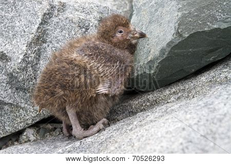 Downy Chick Snowy Sheathbill Sitting On The Rocks Near The Nest