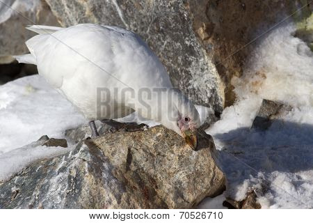 Snowy Sheathbill Which Stands On A Rock And Cleans Its Beak