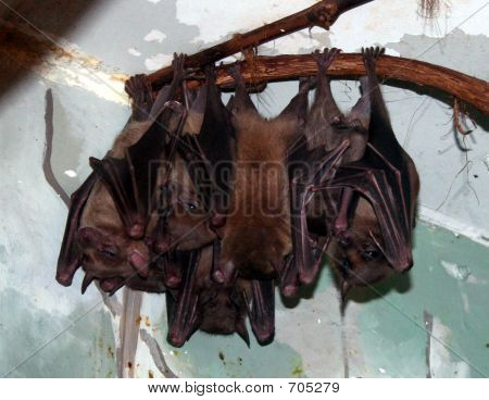 fruitbats