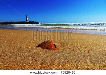Shell on the sand of Praia de Faro