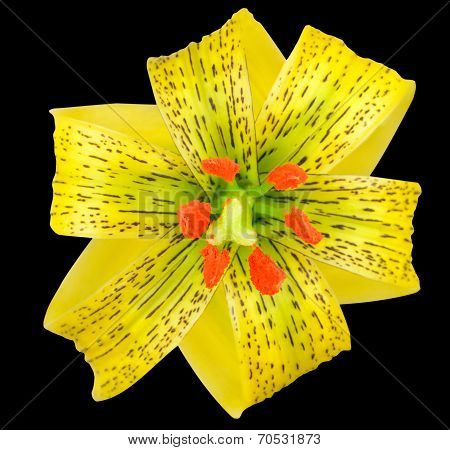 Yellow Asiatic Lily With Black Spots Isolated On Black