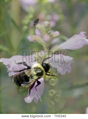 Bumble Bee na Lavendar kwiat
