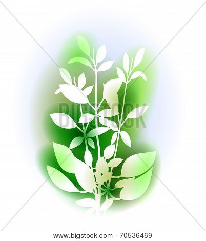 Illustration With Basil Bunch