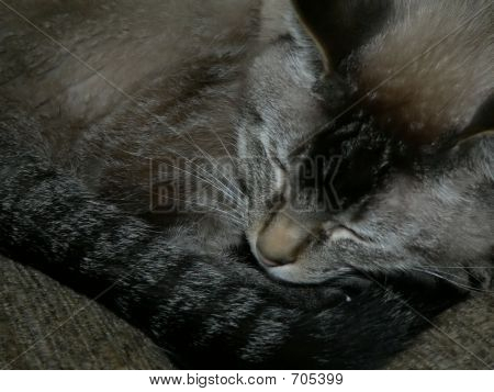SleepingCat
