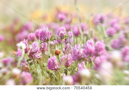 Flowering red clover in meadow