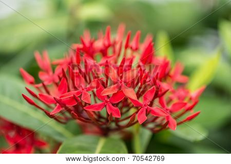 Red Ixora Closeup