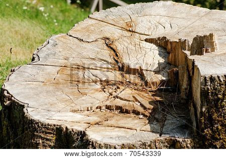 Stump of a tree