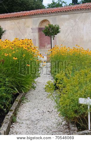 Echinacea Flower Bed