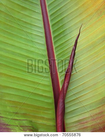 Red leafed banana leaf with addition
