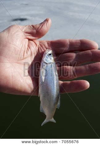 Pesciolino