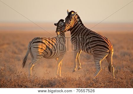 Two Plains (Burchells) Zebra stallions (Equus burchelli) fighting, Etosha National Park, Namibia