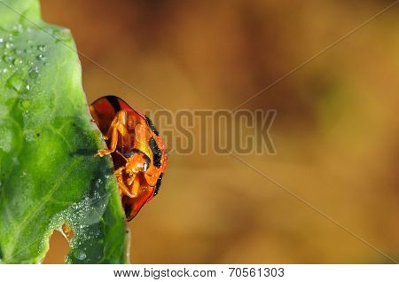 Bright Red Lady Bug On Green Cabbage