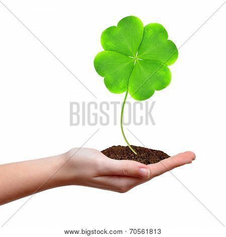 Green clover leaf in hand