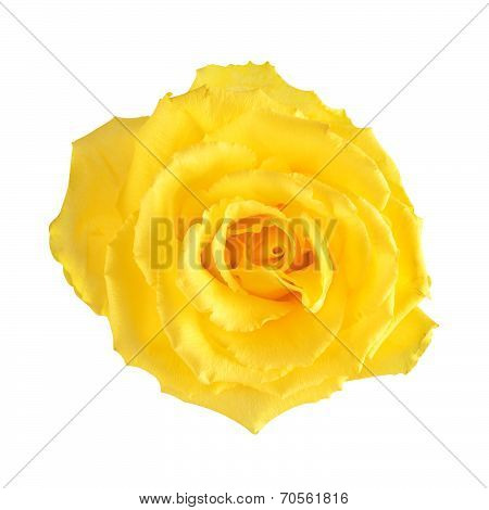 yellow rose