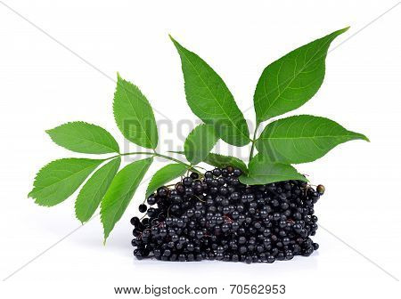 Elderberry