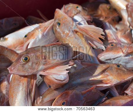 Red Gurnard Fish