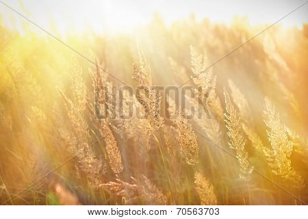 Sun rays in the high grass