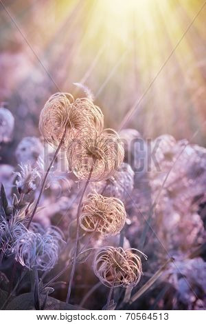 Fluffy Pappus flower