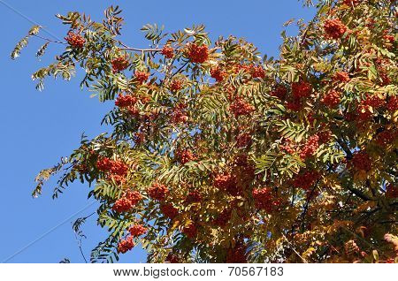 Fruits Of Mountain Ash