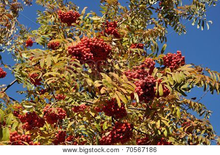 Fruits Of Mountain Ash
