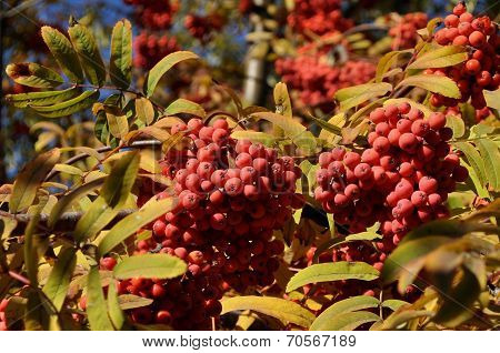 Fruits Of Mountain Ash