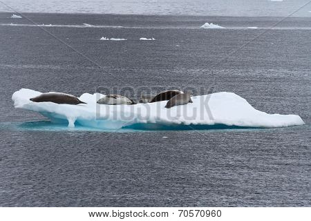 Crabeater Seals Group On The Ice In Antarctic Waters