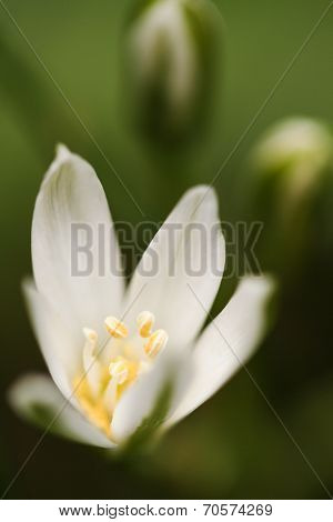 White Flower