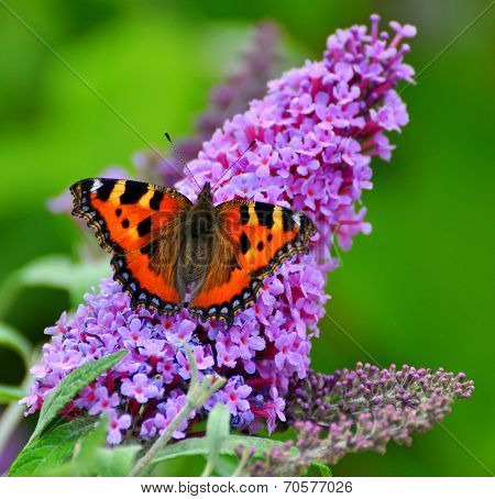 Small Tortoiseshell