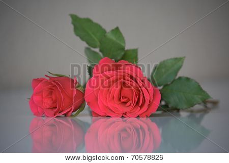 Two pink roses