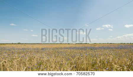 Wheat Field  Panorama