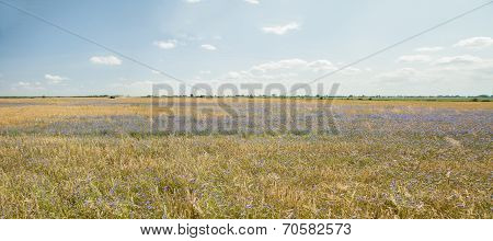 Harvest Panorama