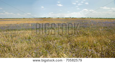 Time To Harvest Panorama