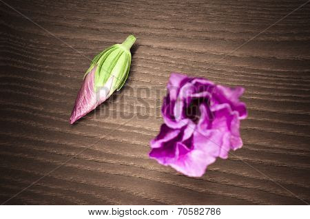 Pink Hibiscus Cannabinus