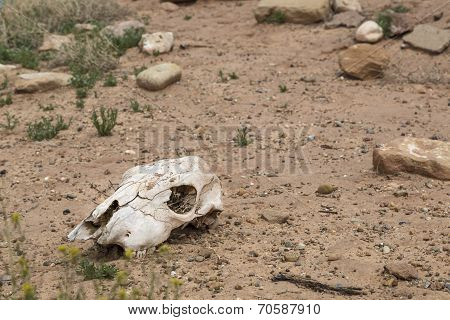 Cow skull in desert