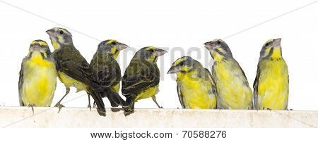 Yellow-fronted Canaries (crithagra Mozambica)