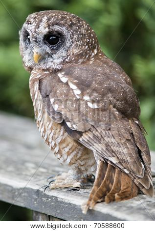 Tawny Owl