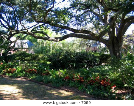Tropical Garden