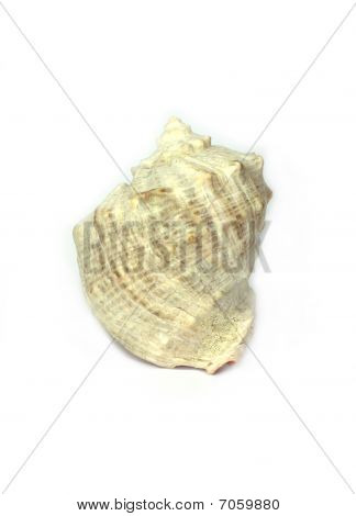 Sandy zee clam schelpdieren geïsoleerd op wit