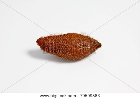 Salak Palm, Salacca wallichiana