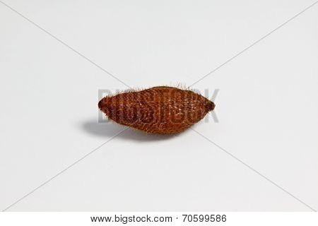 Salacca or zalacca tropical fruit on white isolated