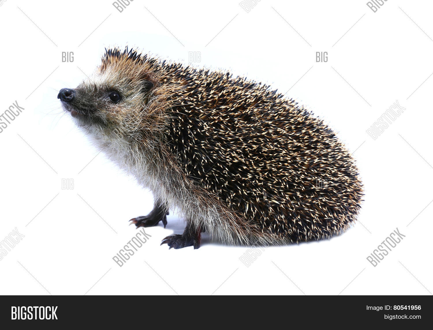 Стоячий ежик. Ежик сбоку. Ежик стоящий на задних лапах. Стоячий ежик. Еж.