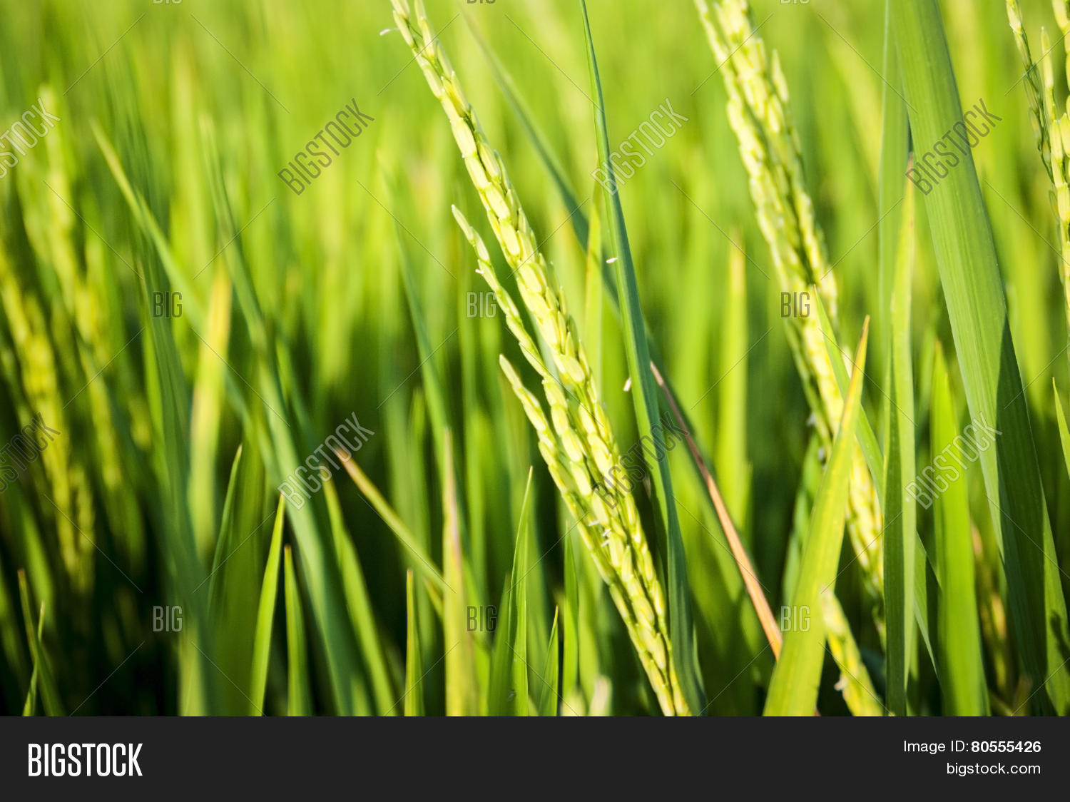 Young Fresh Rice Close Image & Photo (Free Trial) | Bigstock