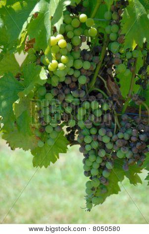 uva vigneto