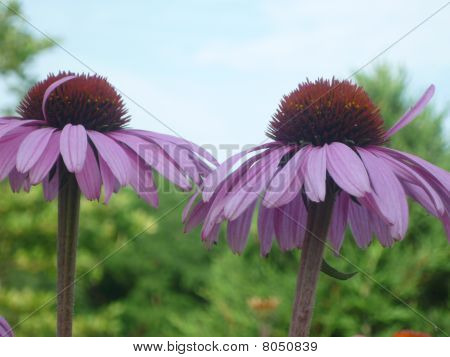 Lila Coneflower