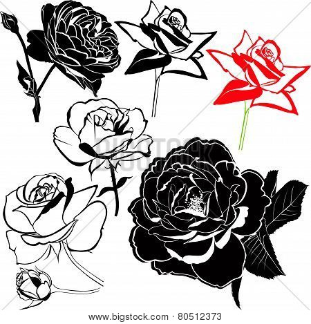 roses