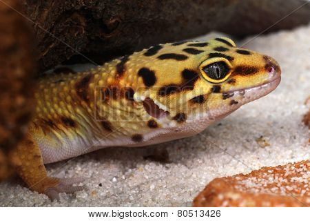 Detail leopard gecko Eublepharis macularius in terarium