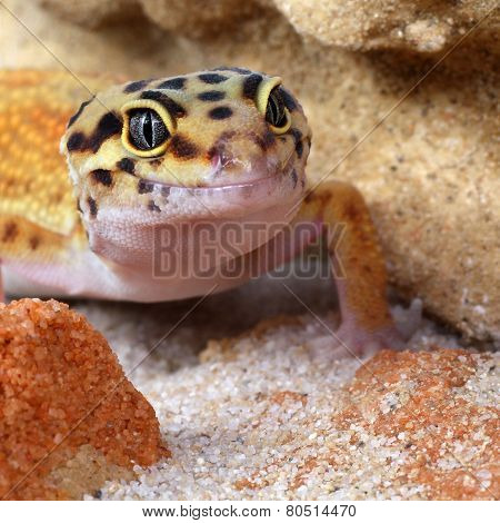 Detail leopard gecko Eublepharis macularius in terarium