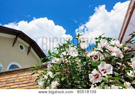 Beautiful White And Red Hibiscus Flowers